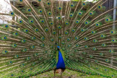 Photo of Beautiful adult peacock showing his amazing colorful tail 