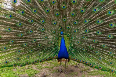 Photo of Beautiful adult peacock showing his amazing colorful tail 