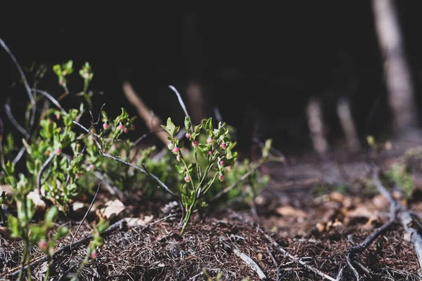 Photo of Wild growing baby blueberries. Young blueberries on the branch in the forest. Vintage version.