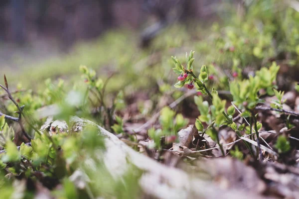 Photo of Wild growing baby blueberries. Young blueberries on the branch in the forest. Vintage version.
