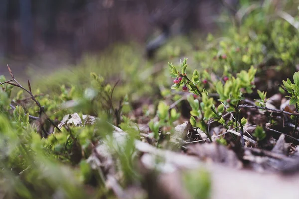Photo of Wild growing baby blueberries. Young blueberries on the branch in the forest. Vintage version.