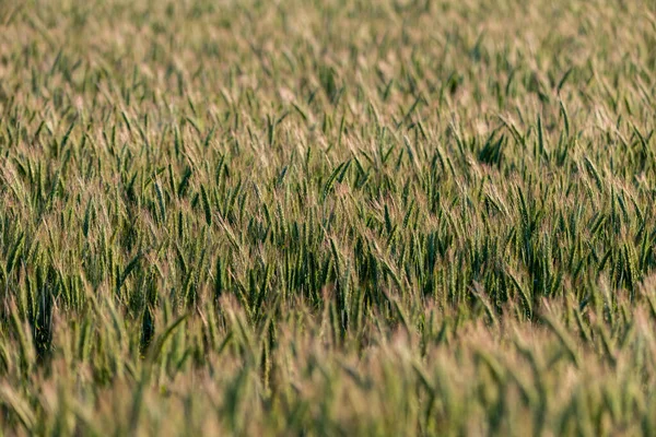 Photo Young Green Rye Field Selective Focus Prefect Background — Stock Photo, Image