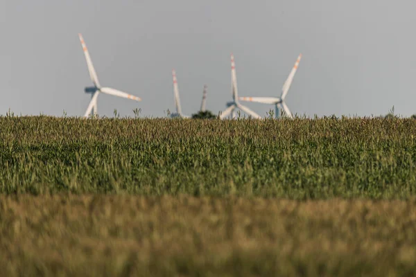 Photo Wind Farm Young Rye Field Selective Focus Prefect Background Stock Picture