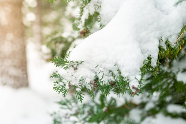 Beyaz karın Noel 'de yemyeşil ağaçlarda çekilmiş fotoğrafı. Yeşil ladin yakın plan. Dallarda taze kar..