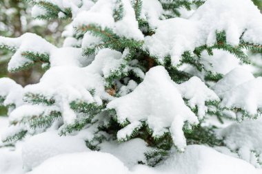 Beyaz karın Noel 'de yemyeşil ağaçlarda çekilmiş fotoğrafı. Yeşil ladin yakın plan. Dallarda taze kar..