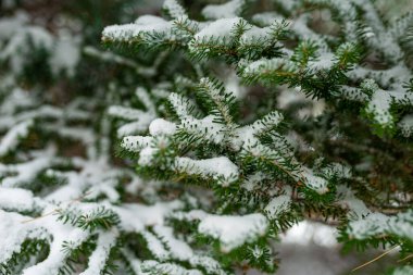 Beyaz karın Noel 'de yemyeşil ağaçlarda çekilmiş fotoğrafı. Yeşil ladin yakın plan. Dallarda taze kar..