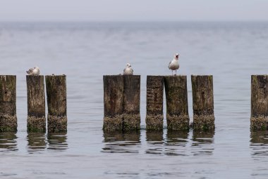 Ahşap dalgakıranda oturan martının fotoğrafı. Baltık Denizi, Polonya.
