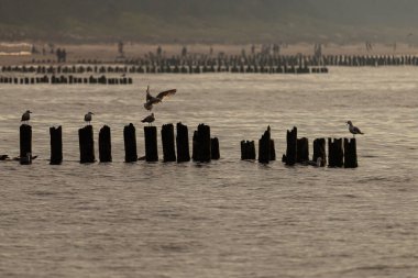 Baltık Denizi 'nin fotoğrafı. Altın saatinde dalgalı deniz manzarası. Polonya kıyıları.