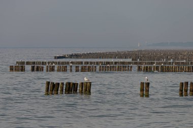 Ahşap dalgakıranda oturan martının fotoğrafı. Baltık Denizi, Polonya.