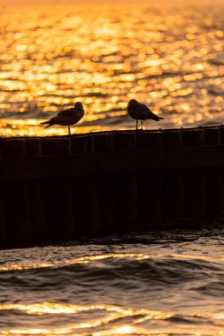 Ahşap dalgakıranda oturan martının fotoğrafı. Gün batımı, Baltık Denizi, Polonya.