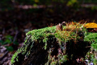 Yeşil yosun ormandaki fotoğrafı. Yosun ayrıntısı seçici odak ile kapat.
