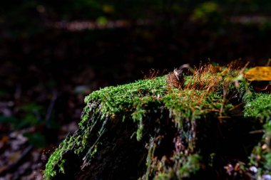 Yeşil yosun ormandaki fotoğrafı. Yosun ayrıntısı seçici odak ile kapat.