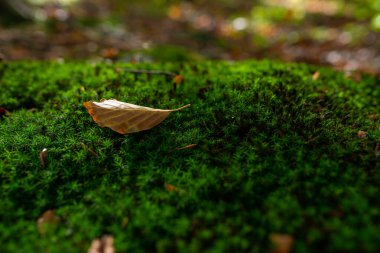 Ormanda sonbahar yapraklarıyla yetişen yeşil yosunların fotoğrafı. Üst görünüm.