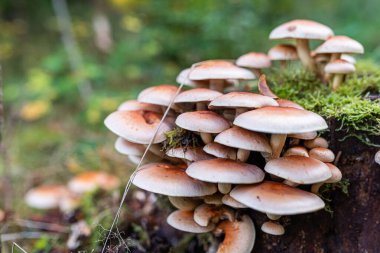 Vahşi ormanın gövdesinde büyüyen bir grup vahşi zehirli mantar.