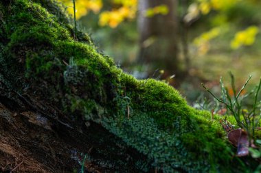 Yeşil yosun ormandaki fotoğrafı. Yosun ayrıntısı seçici odak ile kapat.