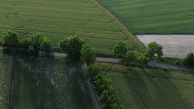 Tarlada yetişen taze yeşil buğday, mısır ve kolza tohumlarının havadan görünüşü. 