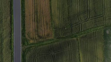 Buğday, mısır ve kolza tohumu tarlası. Tarım alanı. Genç yeşil buğday yetiştiriyor. Üst görünüm.