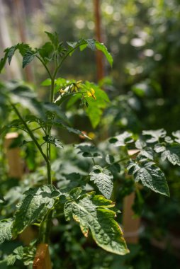 Serada büyüyen sarı domates çiçeklerinin fotoğrafı, yakın plan..