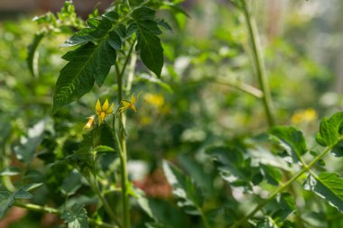Serada büyüyen sarı domates çiçeklerinin fotoğrafı, yakın plan..