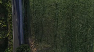 Buğday, mısır ve kolza tohumu tarlası. Tarım alanı. Genç yeşil buğday yetiştiriyor. Üst görünüm