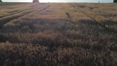 Buğday, mısır ve kolza tohumu tarlası. Tarım alanı. Genç yeşil buğday yetiştiriyor. Üst görünüm
