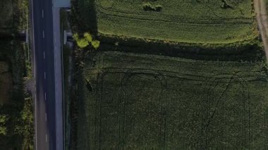 Buğday, mısır ve kolza tohumu tarlası. Tarım alanı. Genç yeşil buğday yetiştiriyor. Üst görünüm