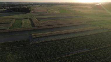Buğday, mısır, çavdar ve kolza tohumu tarlasının havadan görünüşü. Tarım alanı. Genç yeşil buğday yetiştiriyor