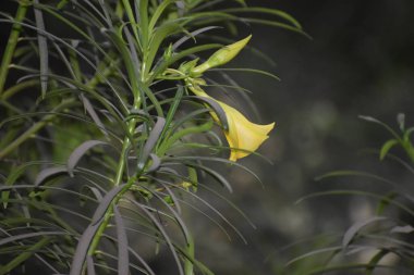 Ormandaki bir ağacın yeşil yaprakları