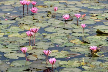 Gölette güzel pembe nilüfer çiçeği