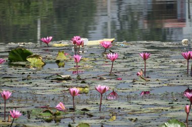Gölette güzel nilüfer çiçeği
