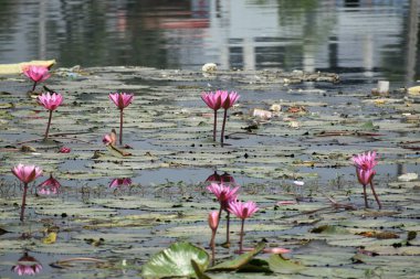 Güzel pembe su çiçekleri bahçede.