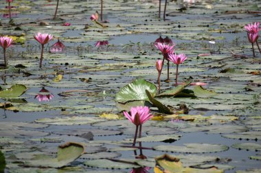 Gölette güzel bir nilüfer