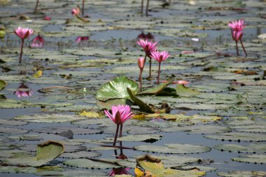 Pembe ve sarı çiçekler gölette yüzüyor.