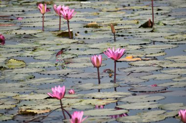pembe lotus çiçeği su