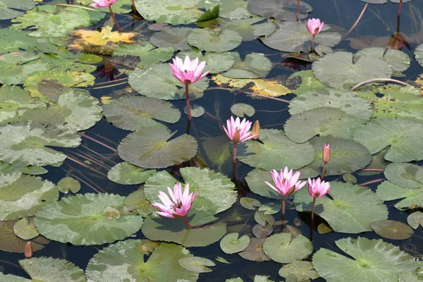 Belles Fleurs Lotus Flore Faune — Photo