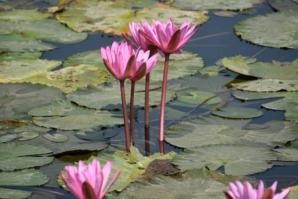 Fleur Lys Rose Lotus Vert — Photo