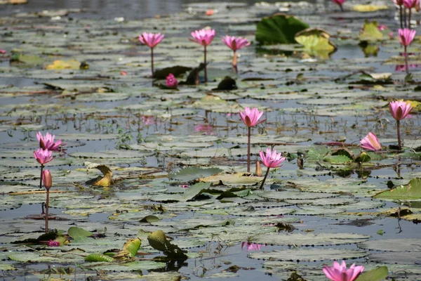 Bela Flor Lótus Florescendo Lago — Fotografia de Stock