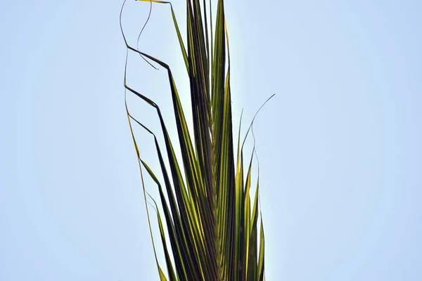 Palmové Listy Pláži — Stock fotografie