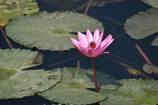 Fleur Lotus Blanc Dans Étang — Photo