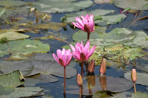 Fleur Lotus Rose Dans Lac Matin — Photo