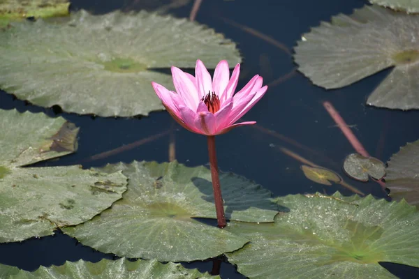 Fleur Nénuphar Lotus — Photo