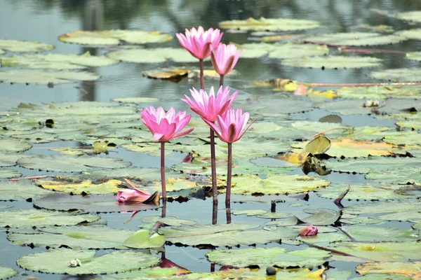 Fleur Lotus Dans Étang — Photo