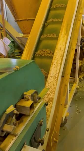 機械の助けを借りて工場でのウコン洗浄プロセス — ストック動画