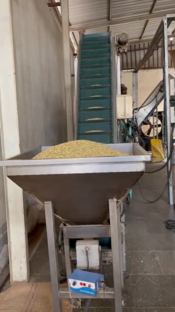 インドのスパイス機械を介して工場でコリアンダー種子の洗浄プロセス — ストック動画