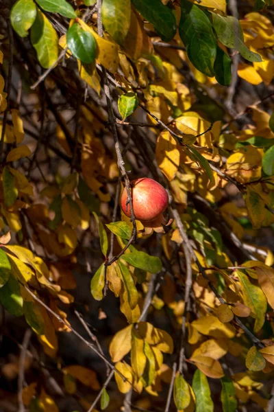 Ripe Pomegranate Fruit Closeup Yellow Foliage Israel — Stock Photo, Image