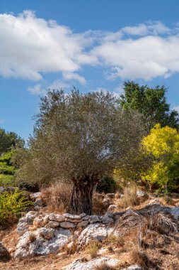 Yaprakların arasında olgun meyveler bulunan zeytin ağaçları. Yakın görüntü, bulanık doğa arkaplanı. İsrail