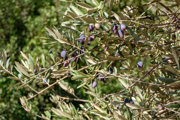 Olivenbäume Mit Reifen Früchten Inmitten Von Laub Nahaufnahme Naturhintergrund Verwischen — Stockfoto