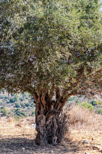 Olivovníky Zralým Ovocem Mezi Listy Zavřít Pohled Rozmazané Pozadí Přírody — Stock fotografie