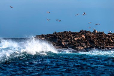 Hint Okyanusu 'ndaki bir adada dinlenen kürk fokları. Güney Afrika