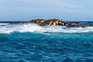 Hint Okyanusu 'ndaki bir adada dinlenen kürk fokları. Güney Afrika